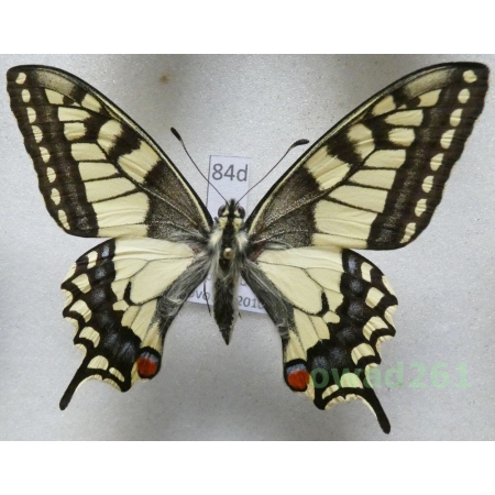 Papilio machaon Linnaeus, 1758 Czech 65mm84d